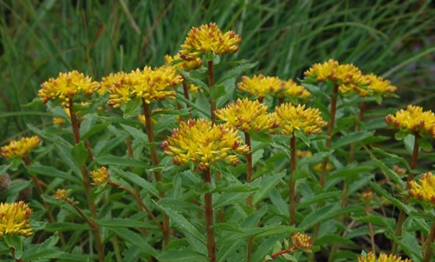 Sedum aizoon seed